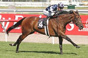Cracking Cox Plate pace the key for Shamrocker